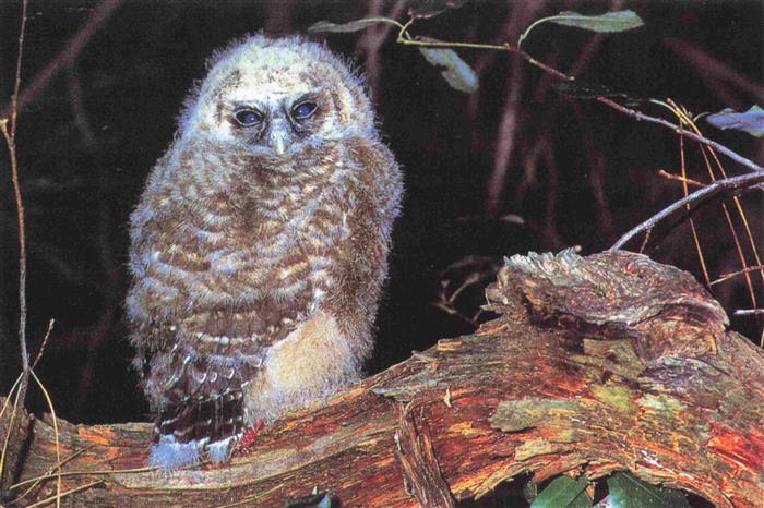 Eule Owl Hibou Chouette--