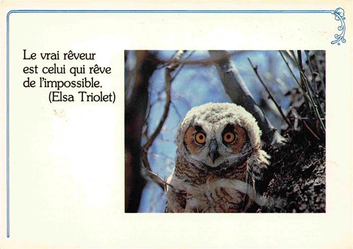 Eule Owl Hibou Chouette-- Elsa Triolet