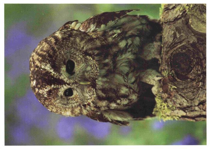 Eule Owl Hibou Chouette-- Baumstrumpf