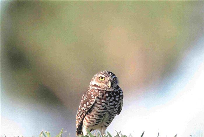 Eule Owl Hibou Chouette--