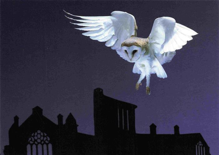 Eule Owl Hibou Chouette--