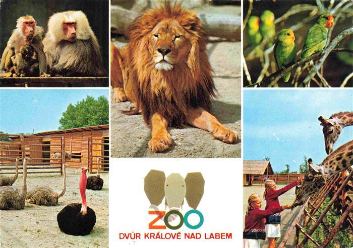 Zoo Gardin Zoologique-- Loewe Girafe Affen Papagei