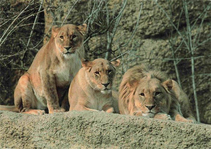 Zoo Gardin Zoologique-- Basel Loewe Lion