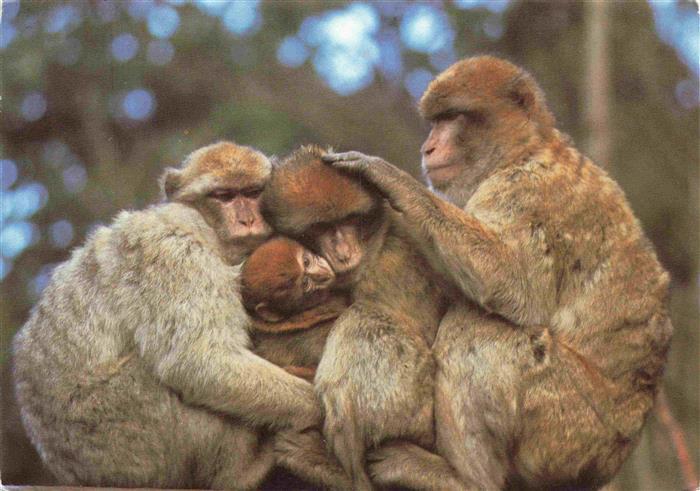 Affen Monkeys Singes Monos Scimmie-- Salem Bodensee Berberaffen