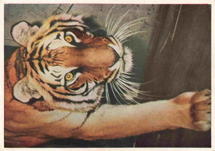 Zoo Gardin Zoologique-- Bad Cannstatt Stuttgart Tiger