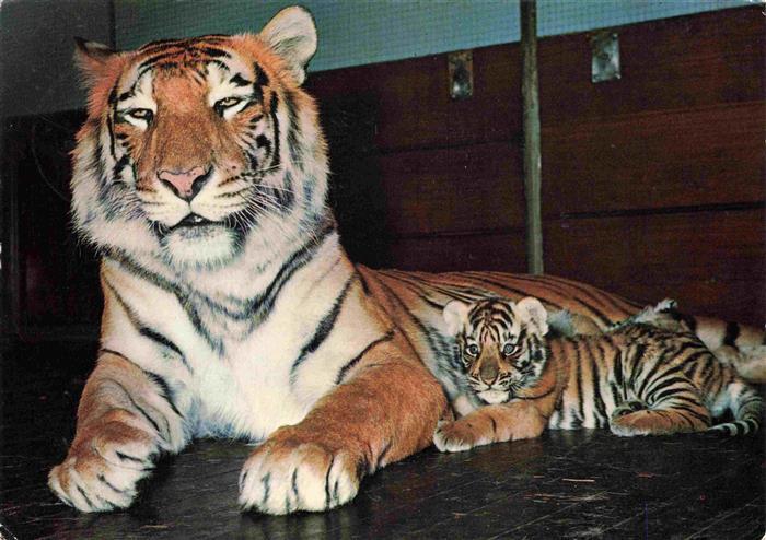 Zoo Gardin Zoologique-- Basel Tiger