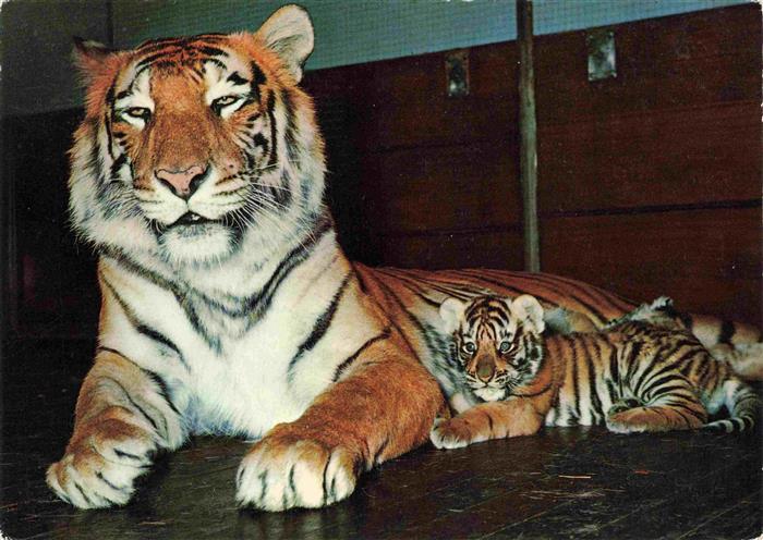 Zoo Gardin Zoologique-- Basel Tiger