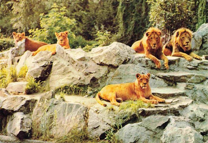 Zoo Gardin Zoologique-- Frankfurt Loewen Lion