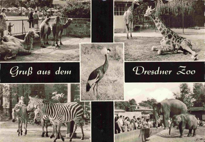 Zoo Gardin Zoologique-- Dresden Elefant Girafen Zebra