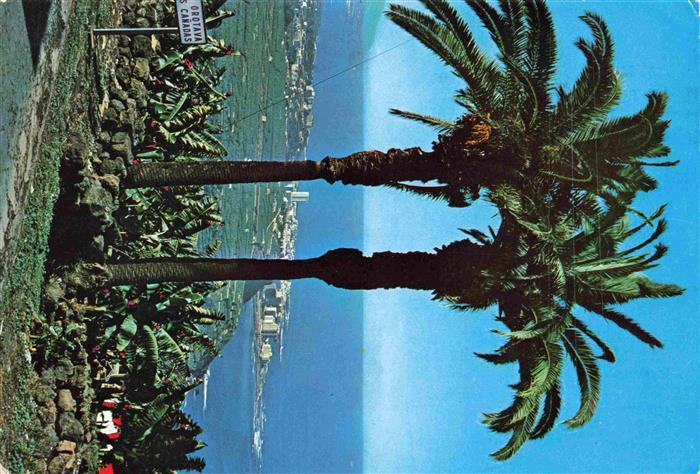 Puerto-de-la-Cruz Tenerife ES Palmeras y plantaciones de banana