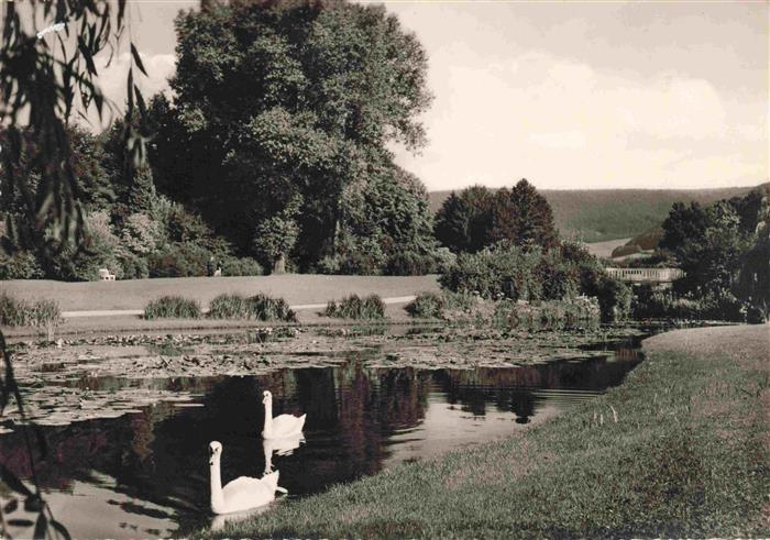 BAD PYRMONT Kurpark Schwaene
