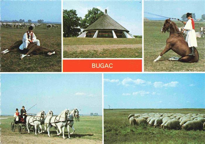 Bugac HU Reiterspiele Pferdegespann Schafherde