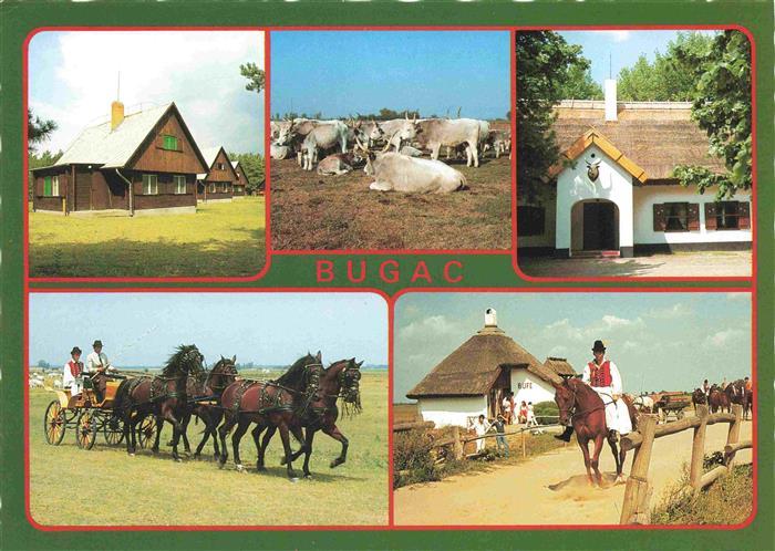 Bugac HU Gasthaus Rinderherde Pferdegespann Cafe