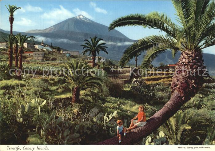 Tenerife Panorama Palmen
