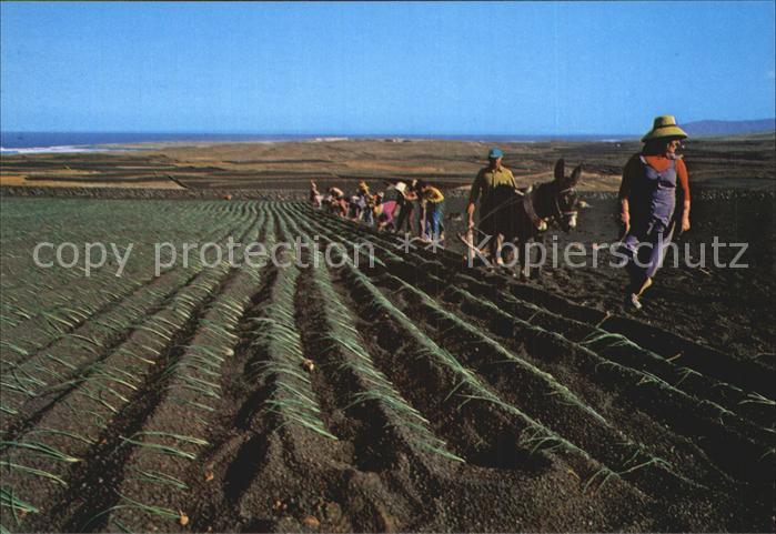 Lanzarote Kanarische Inseln Faena en el Campo