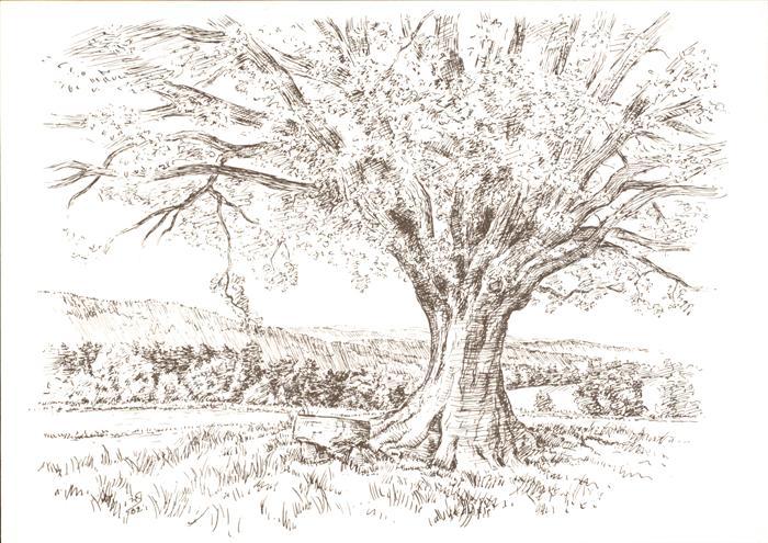 Bad Koenig Odenwald Momarter Eiche