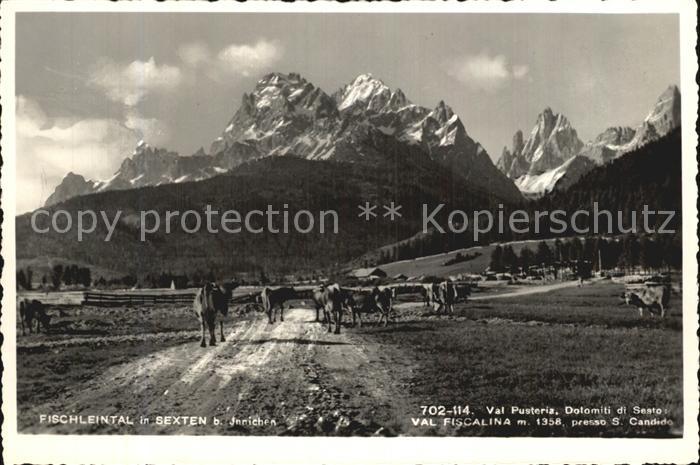 Innichen Suedtirol Fischleintal Kuehe Dolomiten
