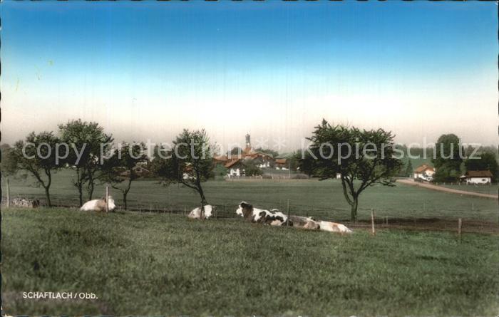 Schaftlach Viehweide Kuehe