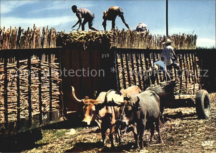 Haiti Loading of sugar cane Zuckerrohrernte Ochsenkarren