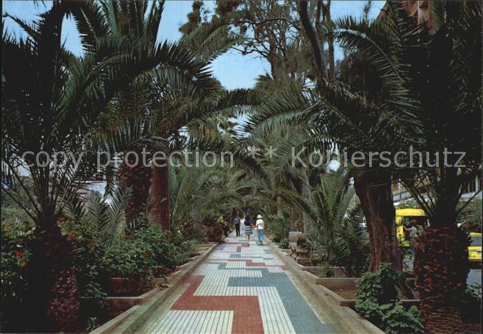 Puerto de la Cruz Paseo de palmeras Palmenpromenade