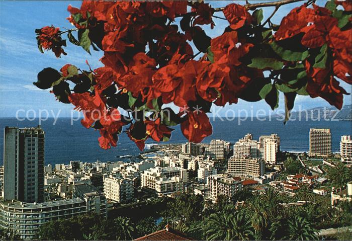 Puerto de la Cruz Panorama Hochhaeuser Baumbluete