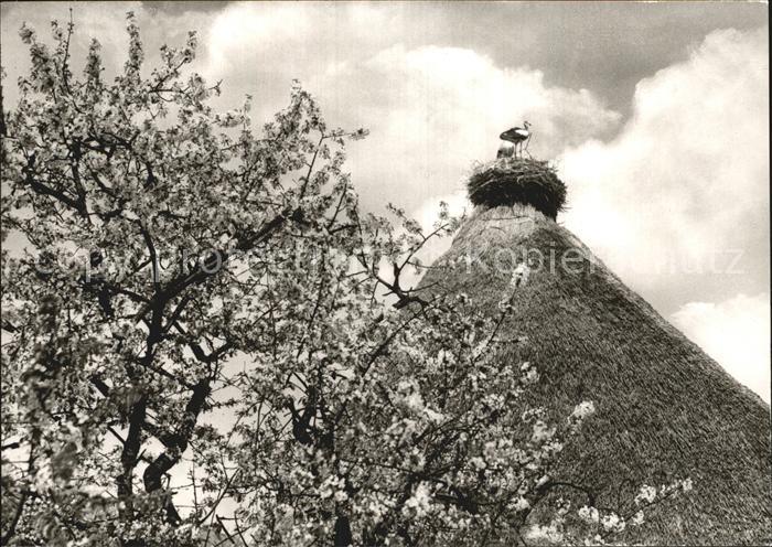 Jork Osterjork Storchennest