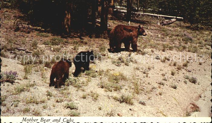 Wyoming Illinois Mother Bear and Cubs