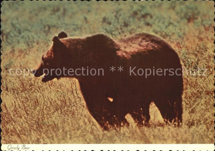 Denver Colorado Grizzly Bear