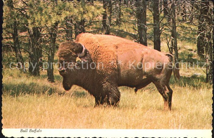 Salt Lake City Bull Buffalo