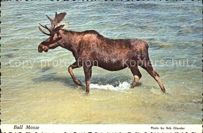 Utah US-State Bull Moose