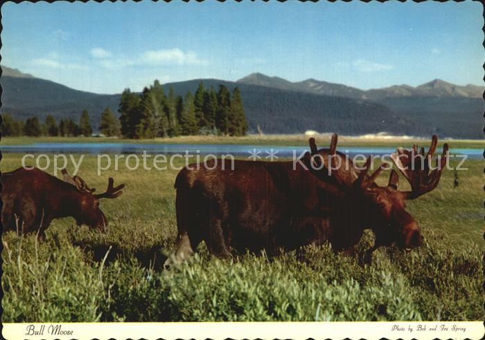Yellowstone National Park Bull Moose
