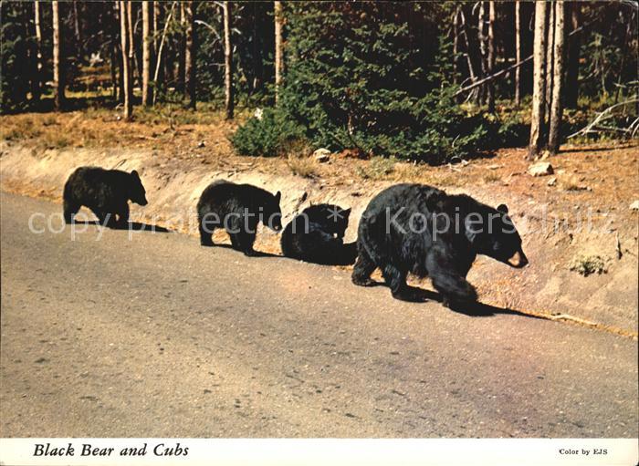Yellowstone National Park Black Bear and Cubs