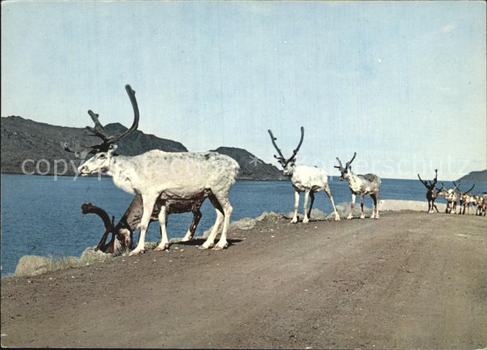 Rentier Reindeer North Cape Road Norway
