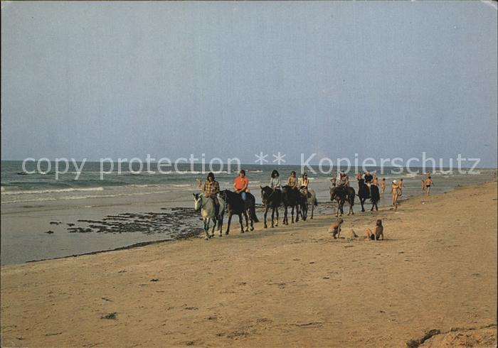 Pferde Vesterhavet Nordsee
