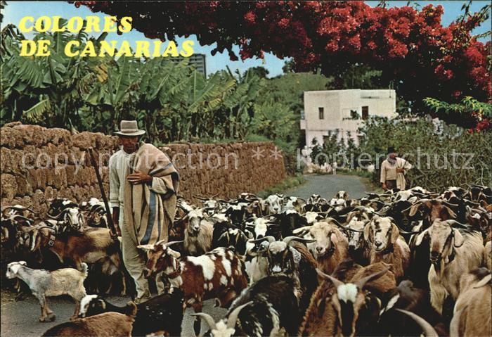 Hirte Ziegen Islas Canarias