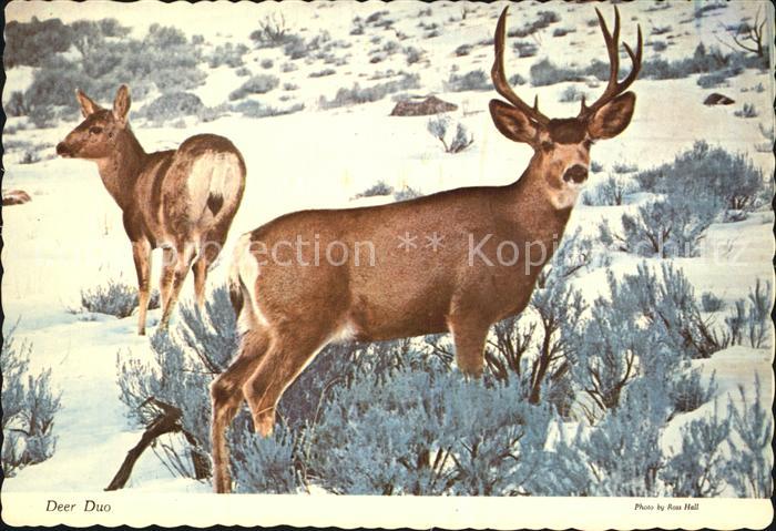 Hirsch Mule Deer