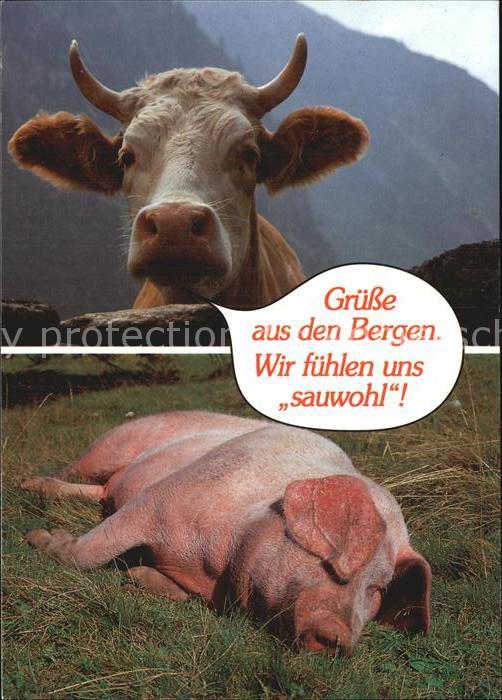 Kuehe Schwein Gruesse aus den Bergen