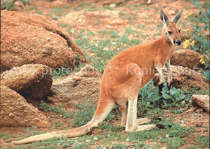Tiere Kaenguru Australia