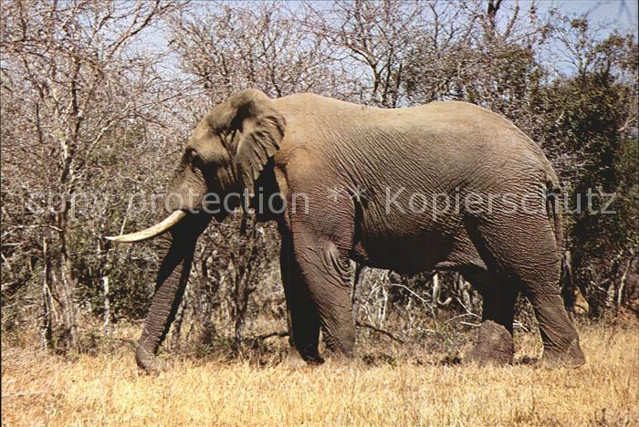 Elefant Kruger National Park