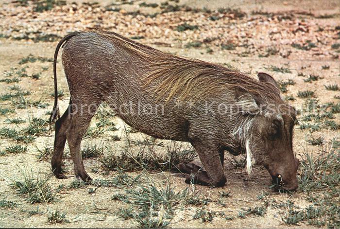 Tiere Warzenschwein Warthog Kruger National Park