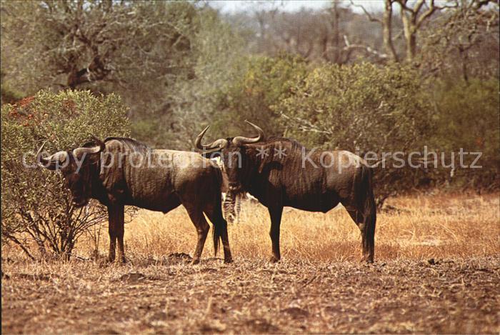 Tiere Streifengnu Blue Wildebeest Kruger National Park