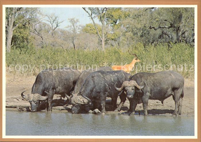 Tiere Buffalo Bulls and Impala Ram Kruger National Park