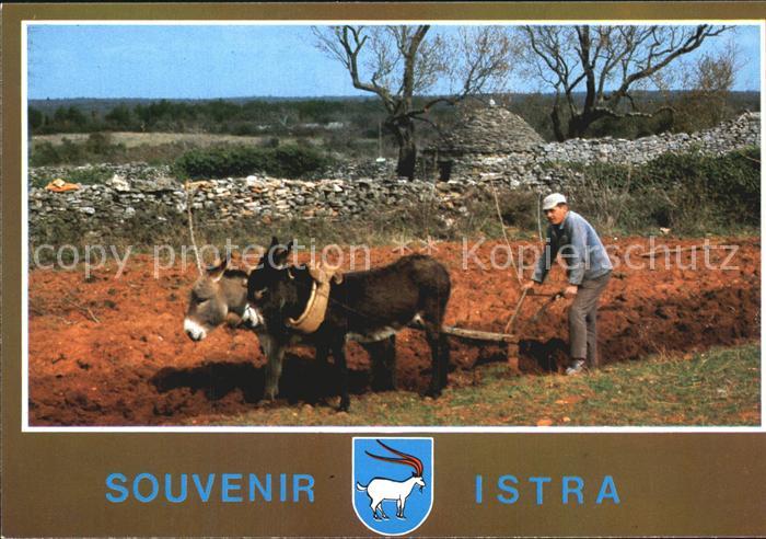 Esel Tiere Pflug Istra Kazun Steinerne Feldhuetten