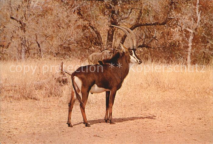 Tiere Sable Antelope Rappenantilope