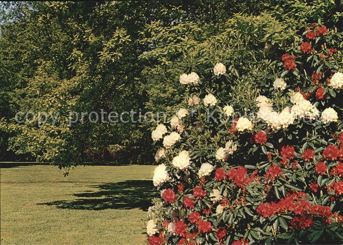 Blumen Botaniscer Garten Rhododendron-Park Bre