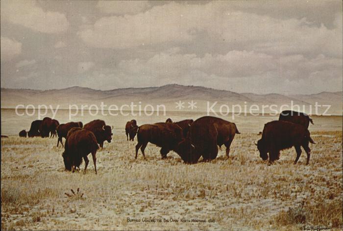 Bueffel Buffalo grazing the Big Open North Mont