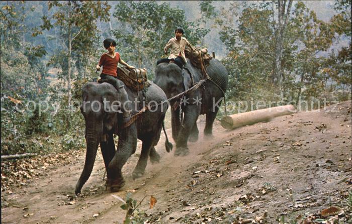Elefant Teak-Log Forest of Chiengmai North Thailand