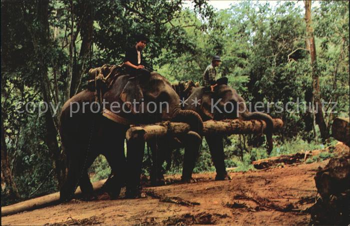 Elefant Elephants working in forest Chiengmai North Thailand