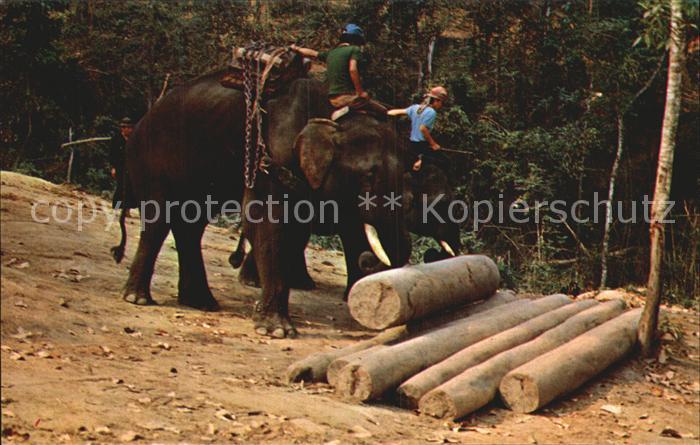 Elefant Trained Elephants at work Teak-Forests Chiengmai North Thailand