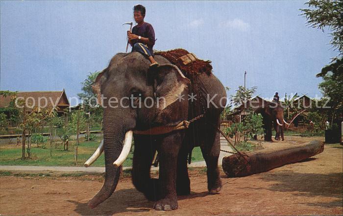 Elefant Thai Elephant pulling the Teak Log
